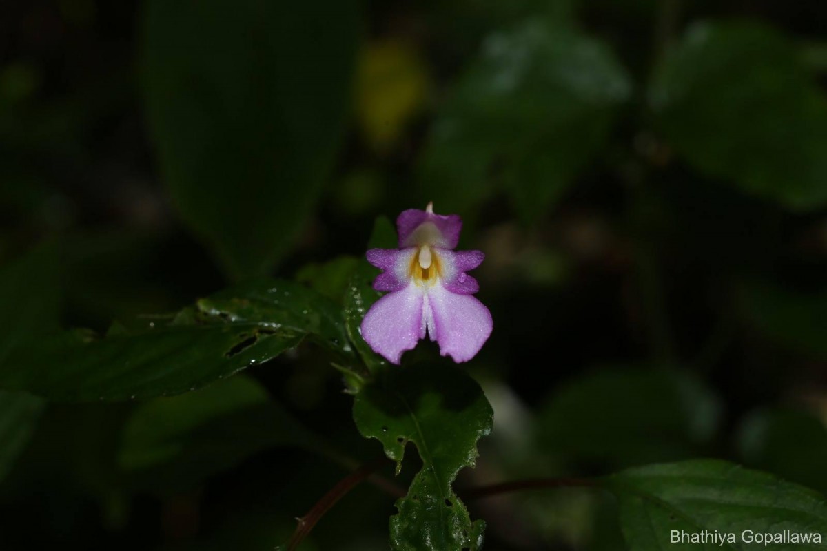 Impatiens jacobdevlasii Herath,C.Bandara & Gopallawa