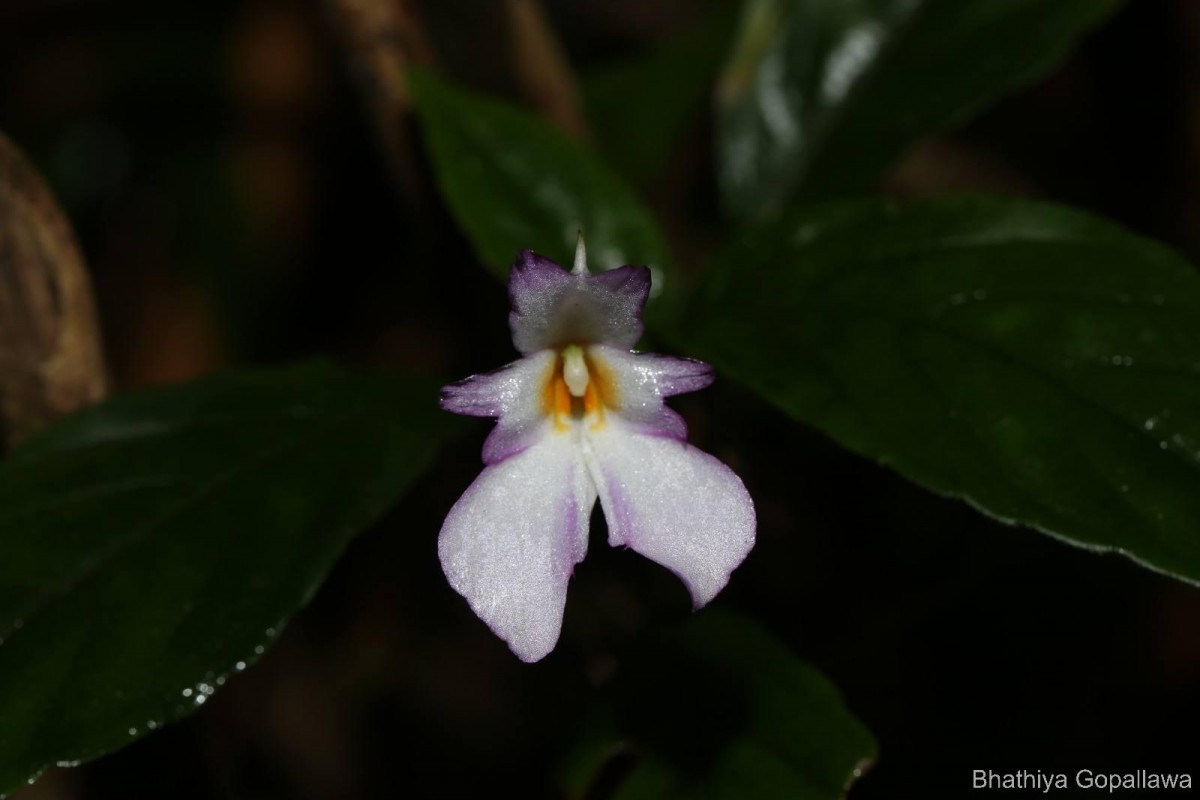 Impatiens jacobdevlasii Herath,C.Bandara & Gopallawa