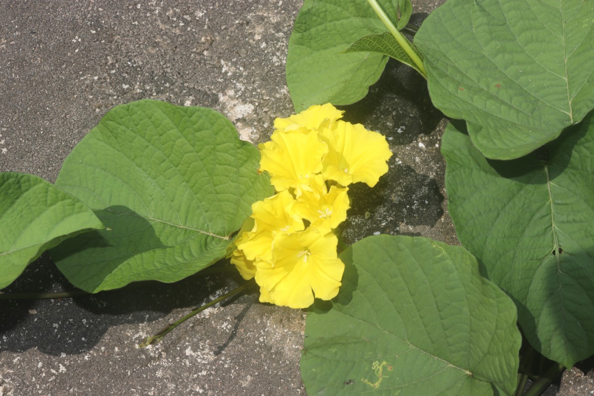 Camonea umbellata (L.) A.R.Simões & Staples