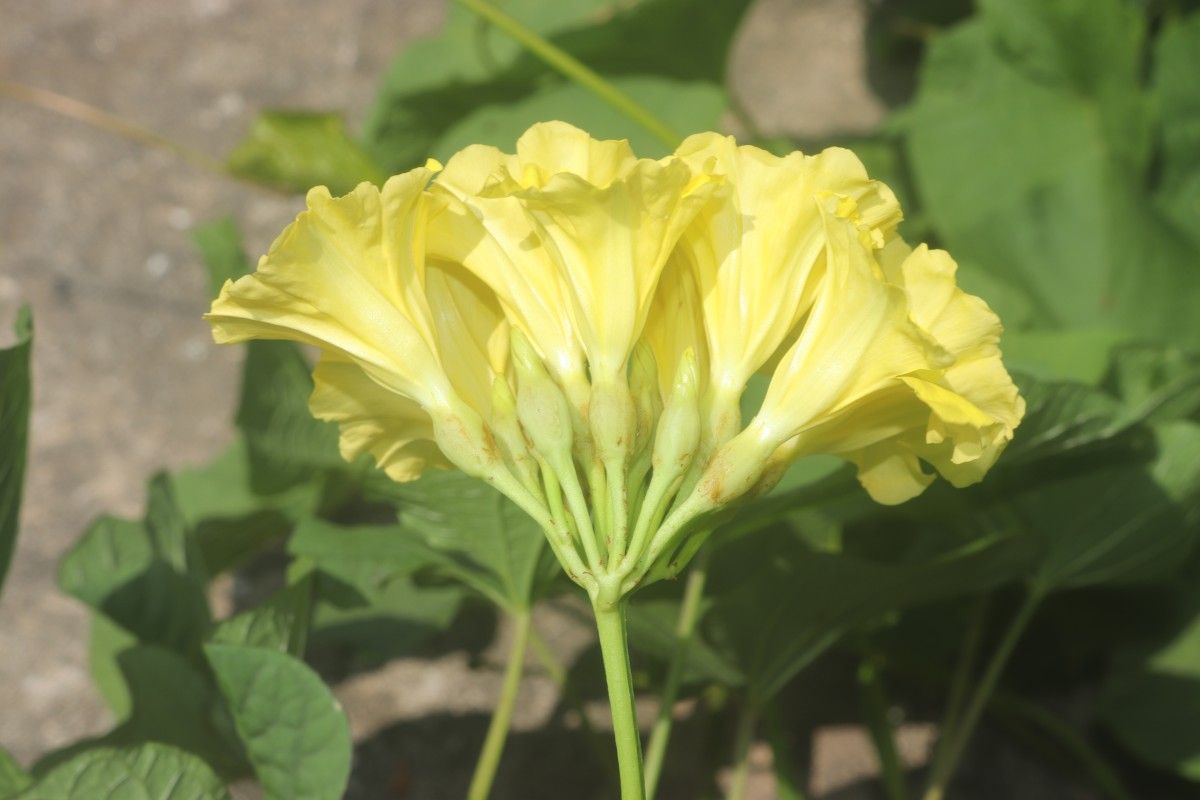 Camonea umbellata (L.) A.R.Simões & Staples
