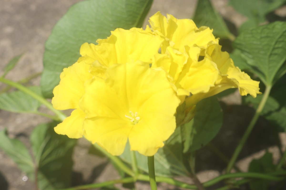 Camonea umbellata (L.) A.R.Simões & Staples