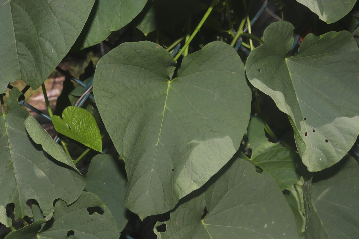 Camonea umbellata (L.) A.R.Simões & Staples