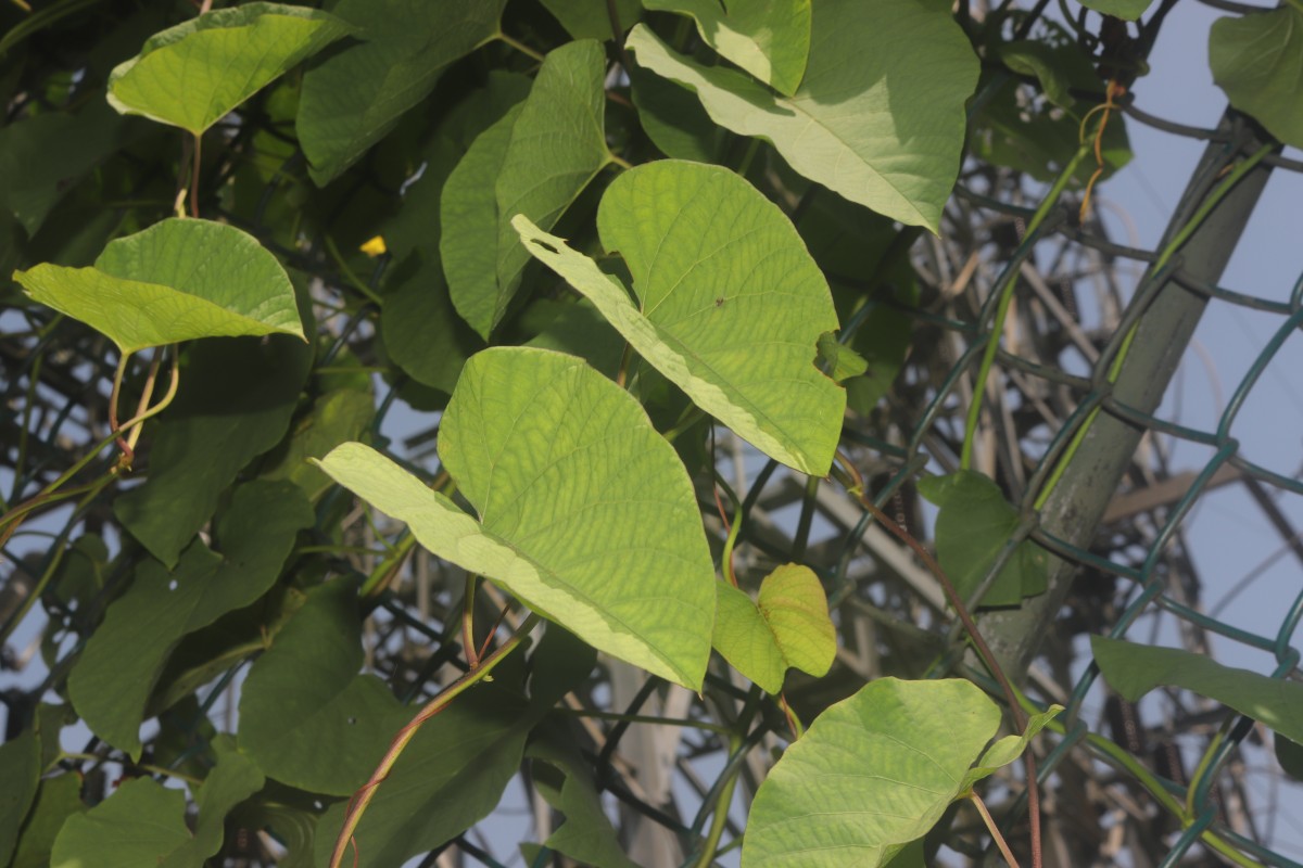 Camonea umbellata (L.) A.R.Simões & Staples