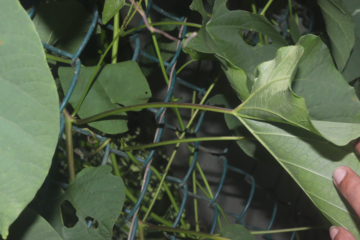 Camonea umbellata (L.) A.R.Simões & Staples