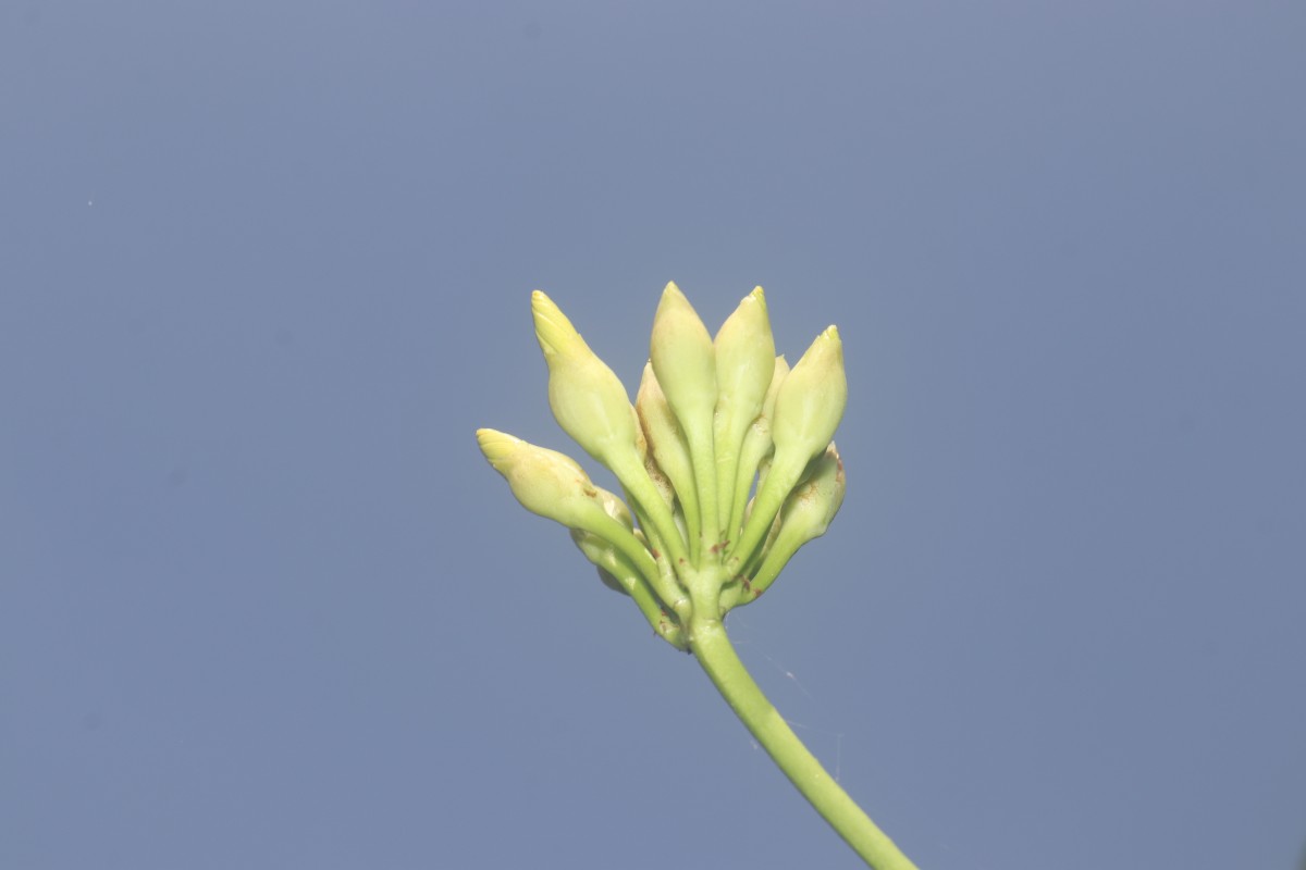 Camonea umbellata (L.) A.R.Simões & Staples
