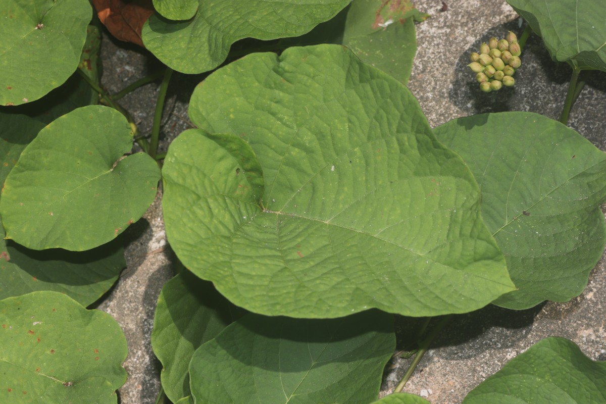 Camonea umbellata (L.) A.R.Simões & Staples