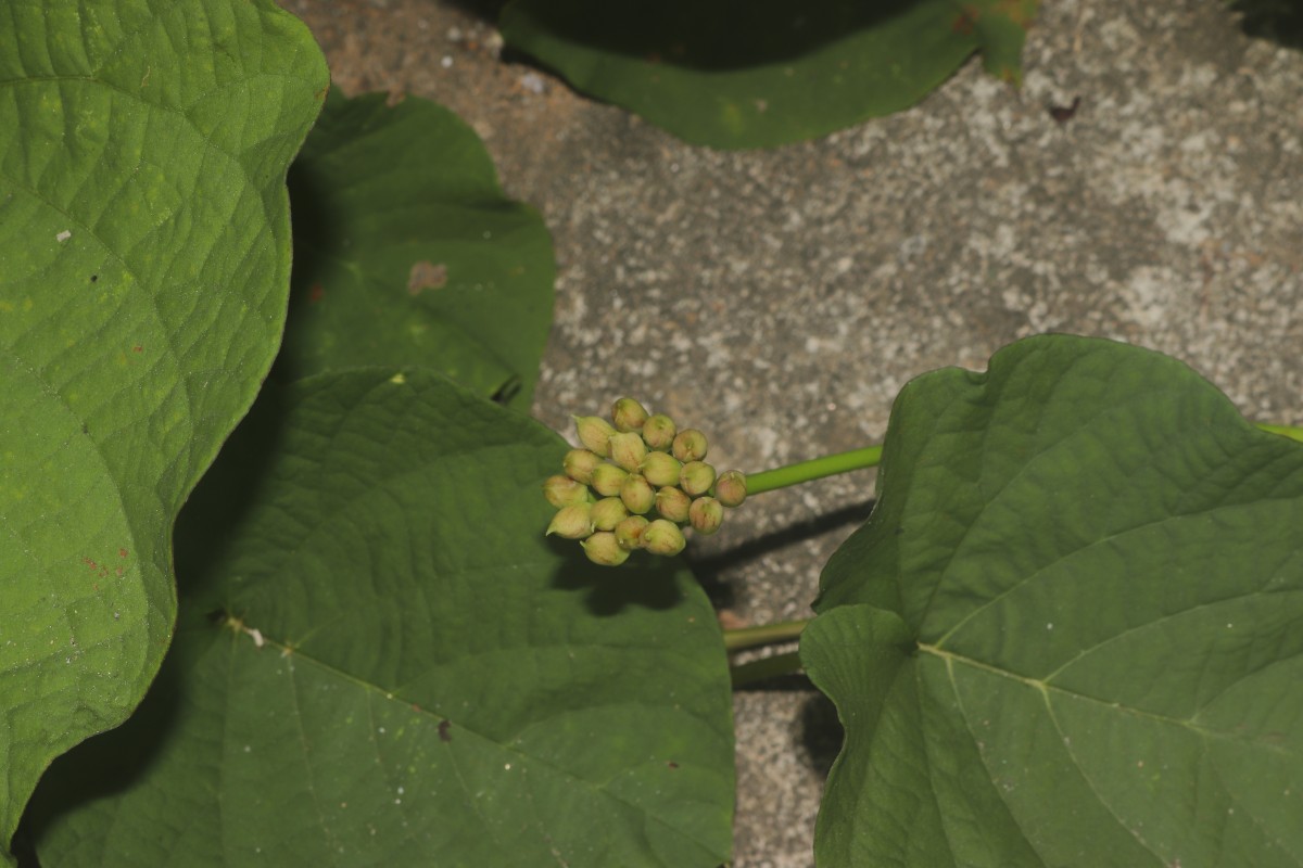Camonea umbellata (L.) A.R.Simões & Staples