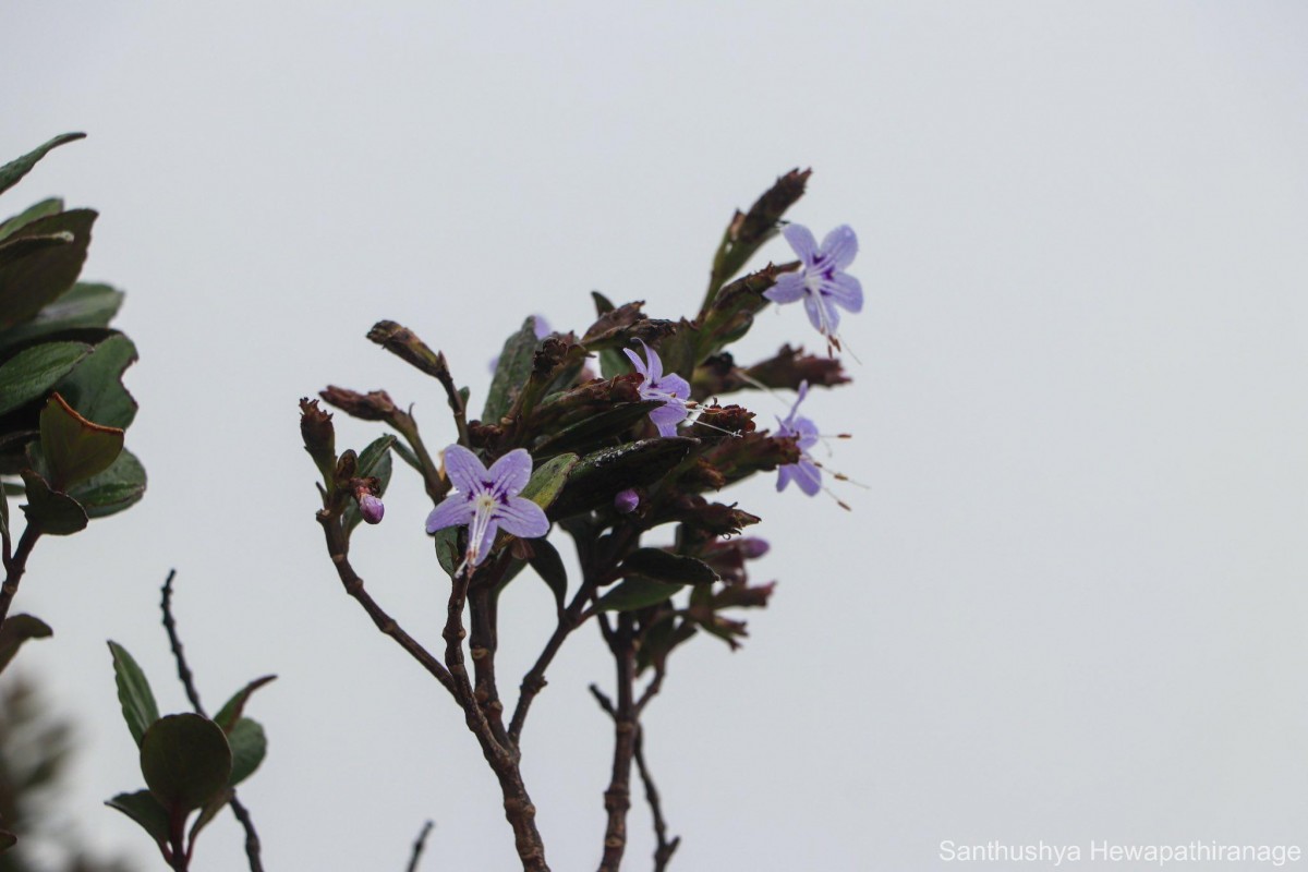Strobilanthes pentandra J.R.I.Wood