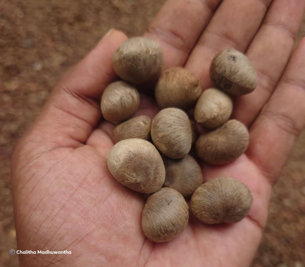 Trichadenia zeylanica Thwaites