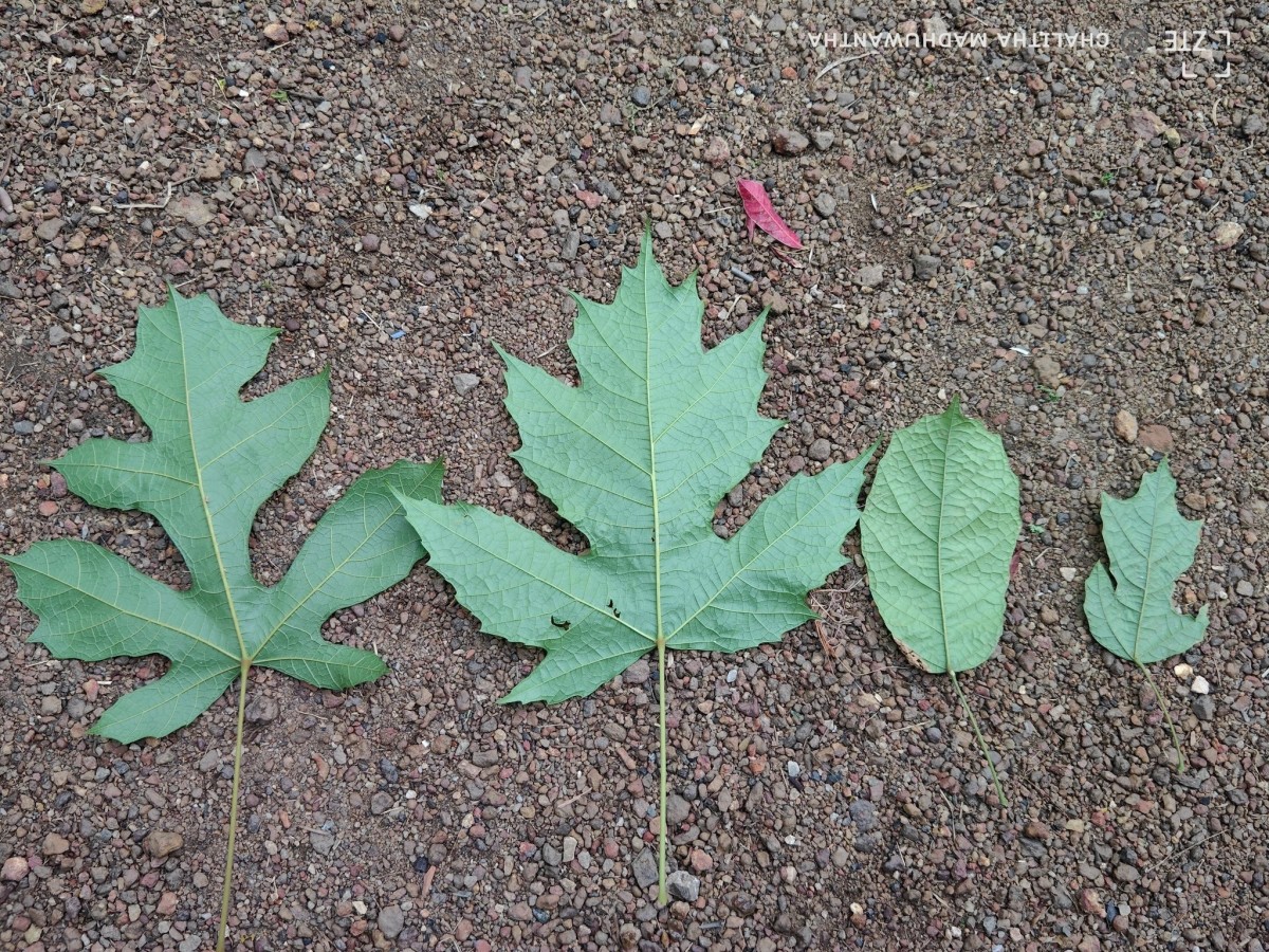 Trichadenia zeylanica Thwaites