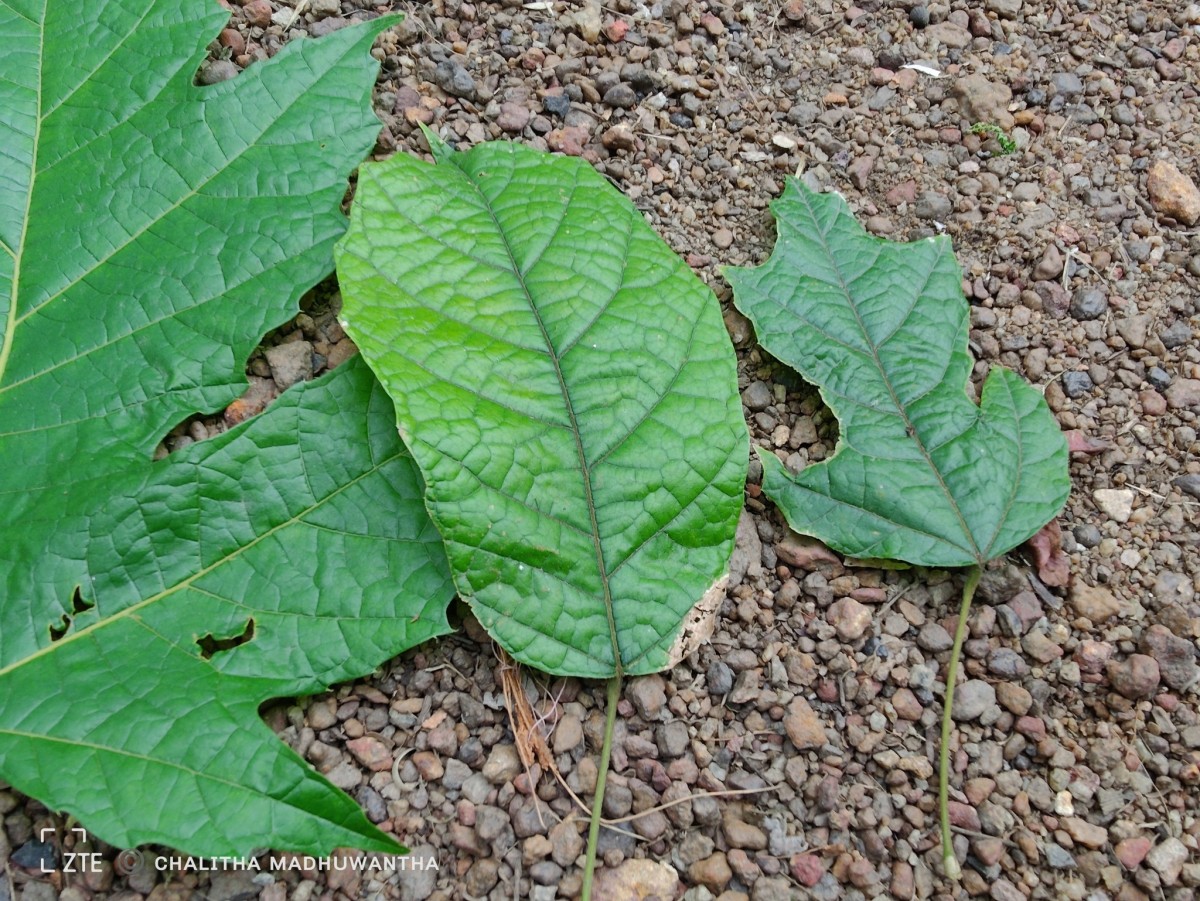 Trichadenia zeylanica Thwaites