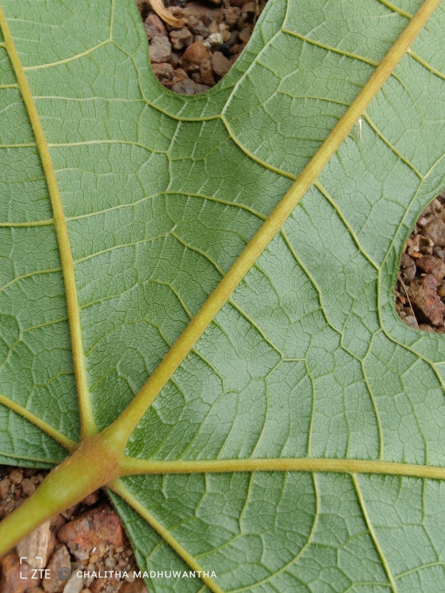 Trichadenia zeylanica Thwaites