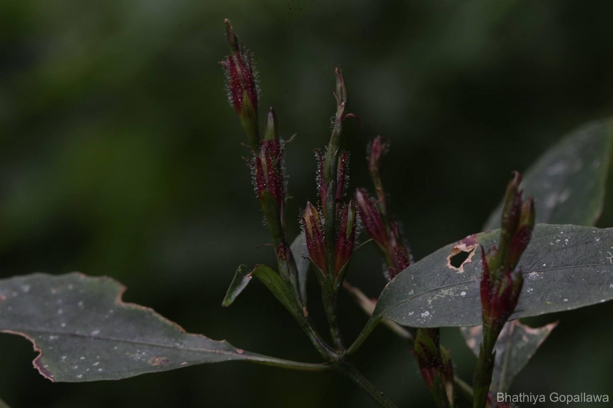 Strobilanthes rhytisperma C.B.Clarke
