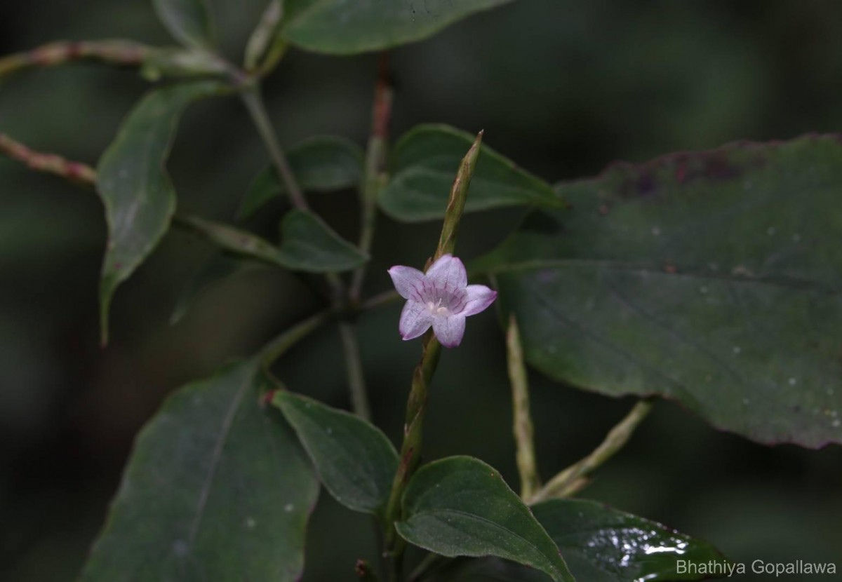 Strobilanthes rhytisperma C.B.Clarke