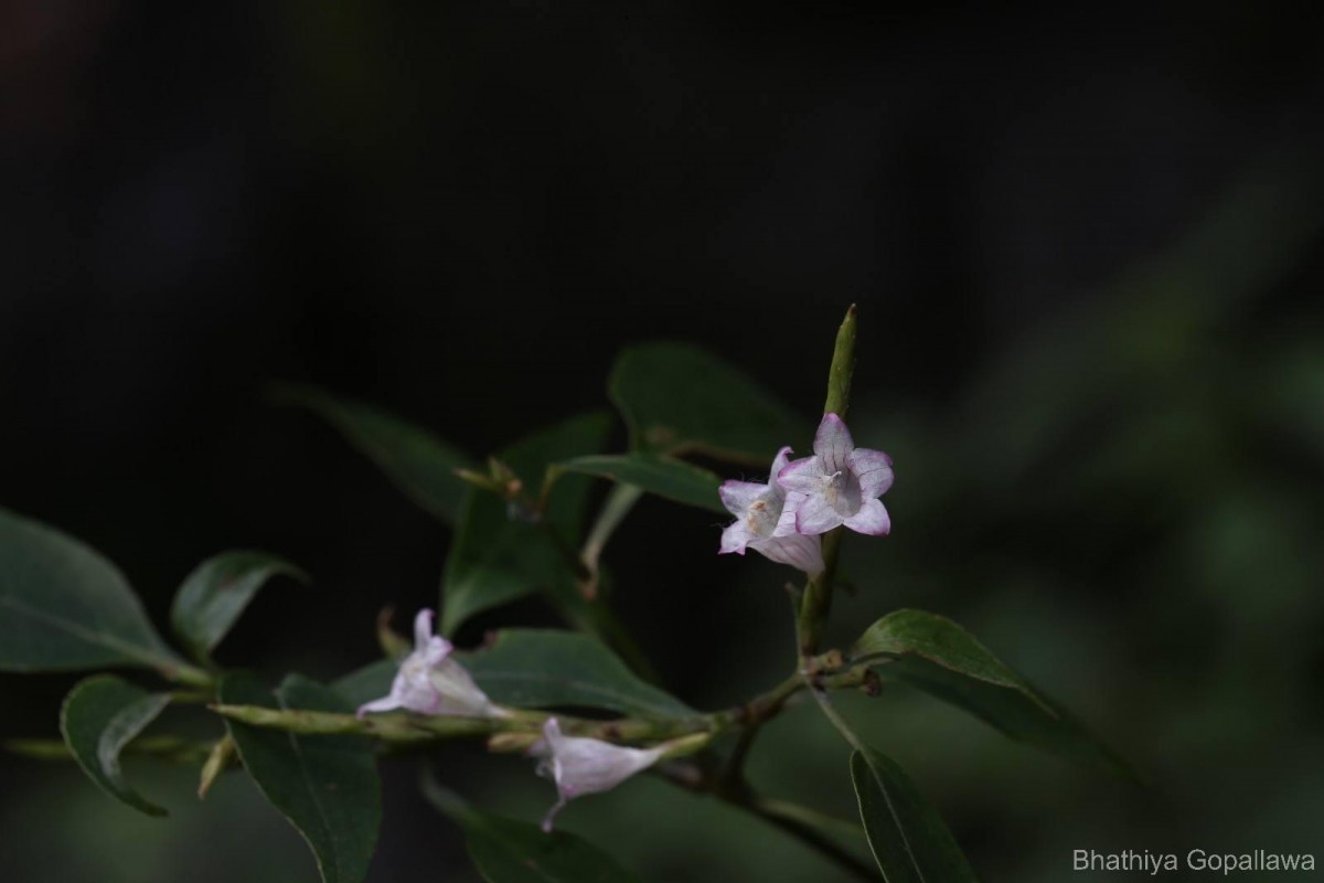 Strobilanthes rhytisperma C.B.Clarke