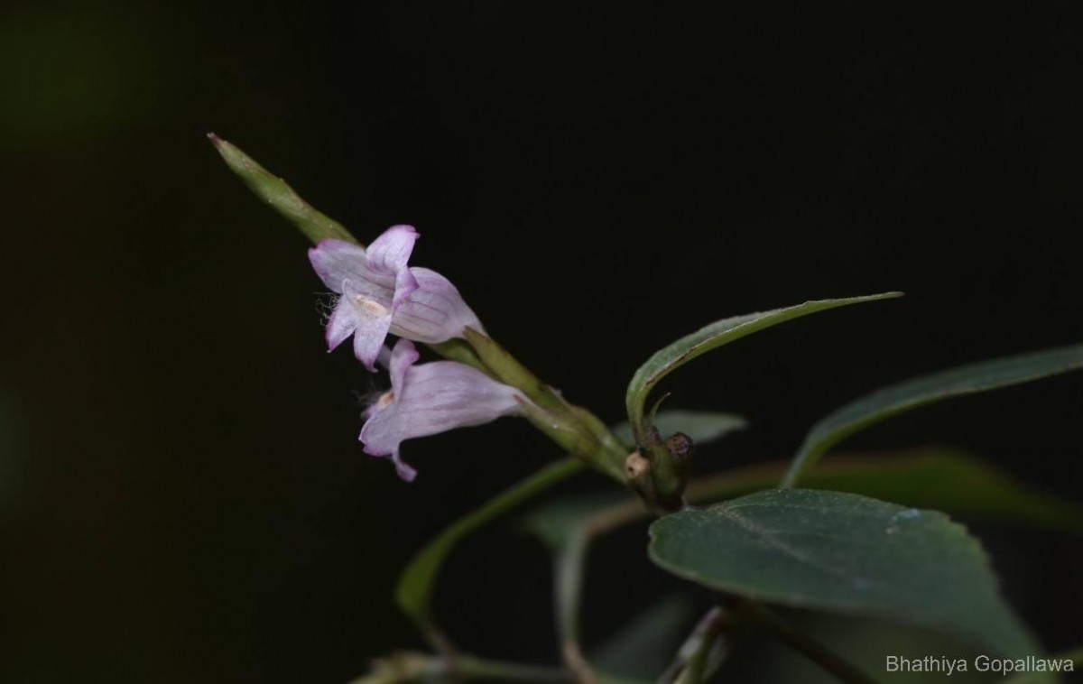 Strobilanthes rhytisperma C.B.Clarke