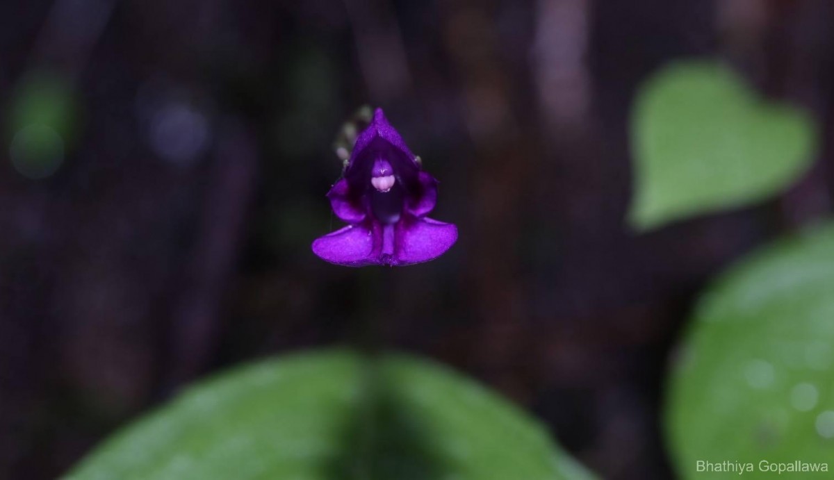 Impatiens janthina Thwaites