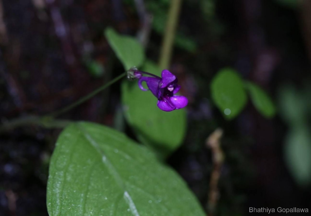 Impatiens janthina Thwaites