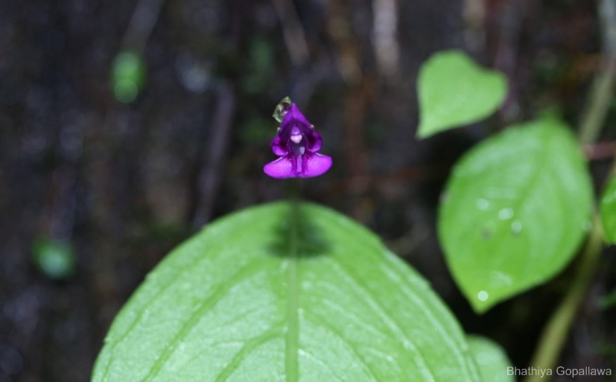 Impatiens janthina Thwaites