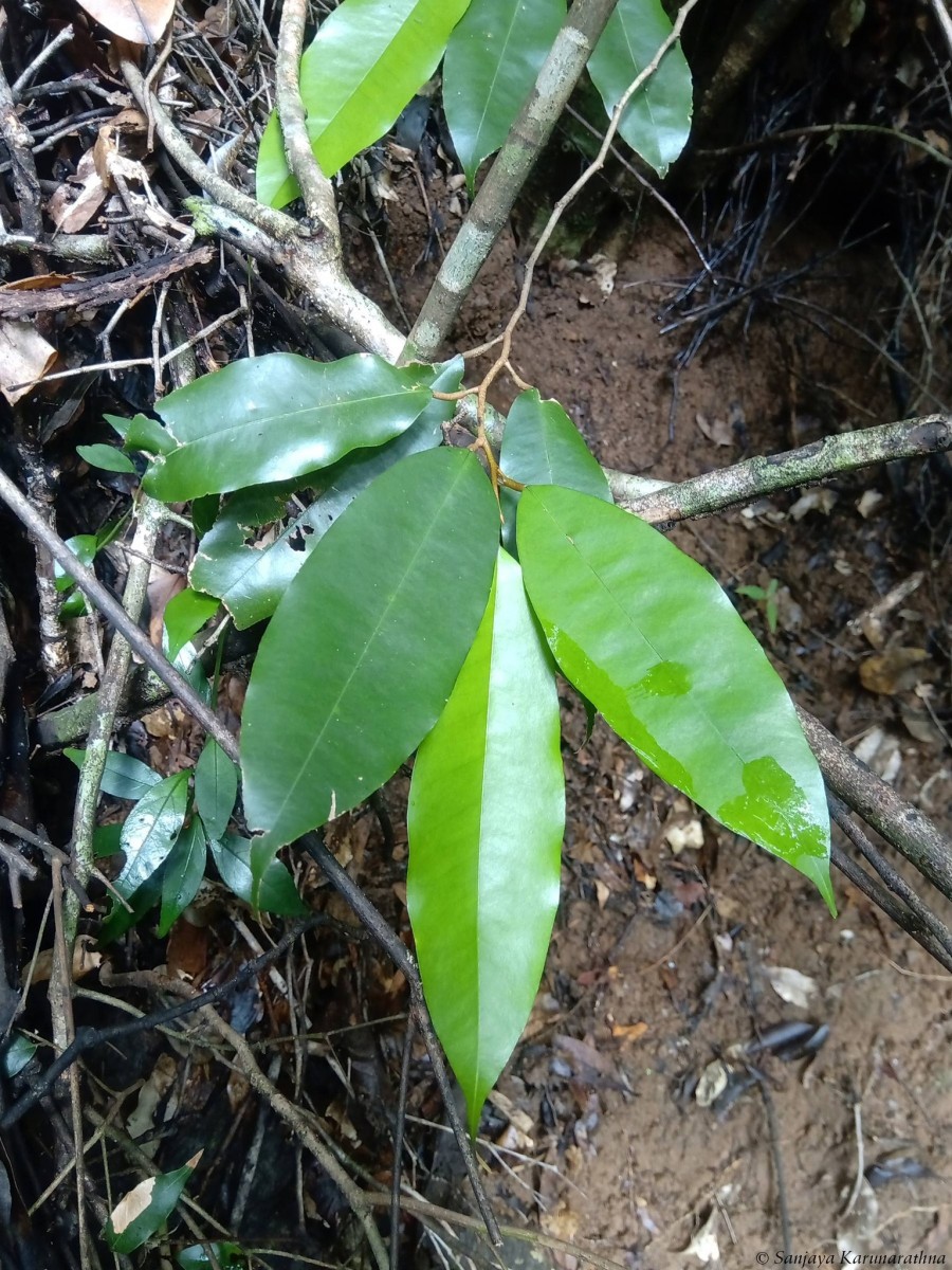 Cullenia ceylanica (Gardner) Wight ex K.Schum.
