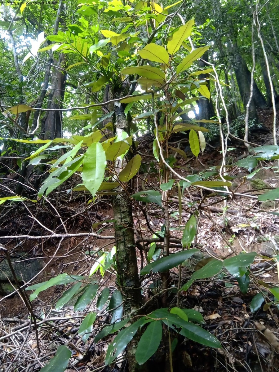 Cullenia ceylanica (Gardner) Wight ex K.Schum.