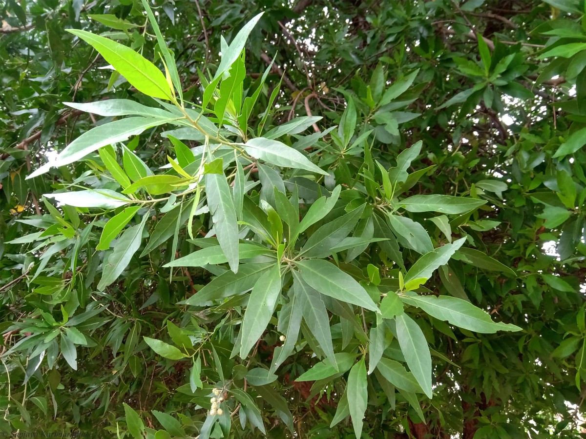 Conocarpus lancifolius Engl.