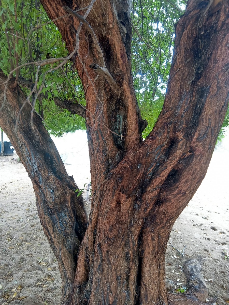Conocarpus lancifolius Engl.