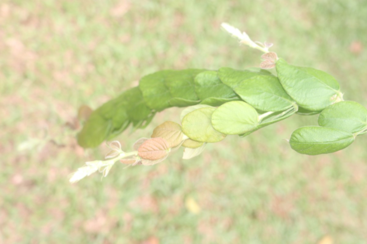 Phyllodium longipes (Craib) Schindl.