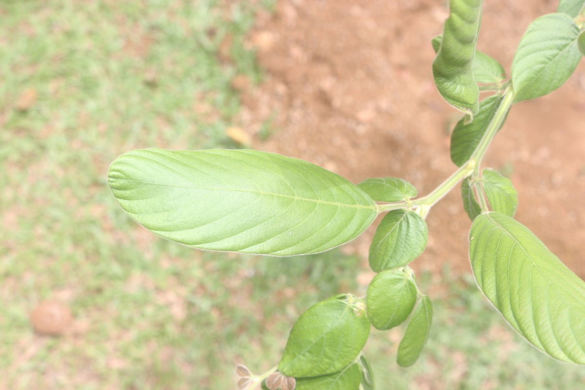 Phyllodium longipes (Craib) Schindl.