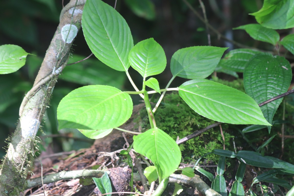 Impatiens grandis B.Heyne