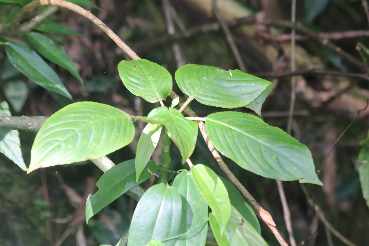 Impatiens grandis B.Heyne