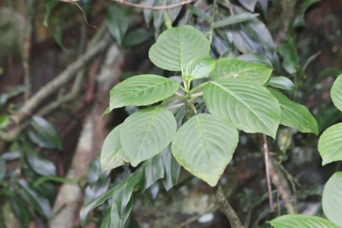 Impatiens grandis B.Heyne