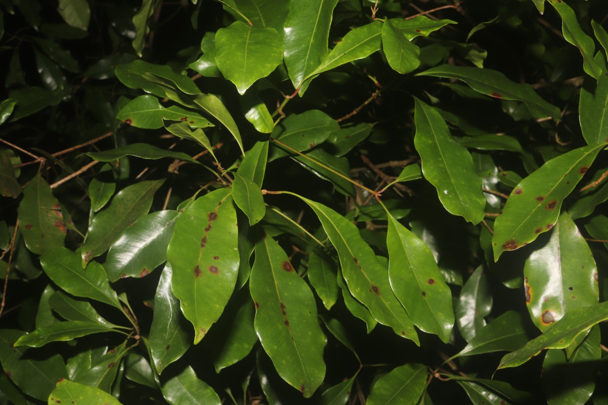 Syzygium aromaticum (L.) Merr. & L.M.Perry