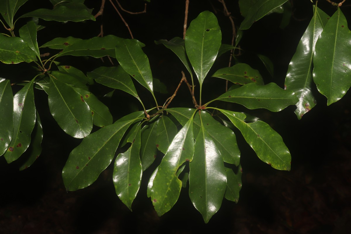 Syzygium aromaticum (L.) Merr. & L.M.Perry