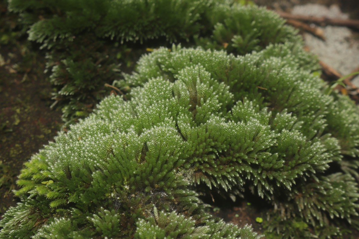 Bryum argenteum  Hedw.