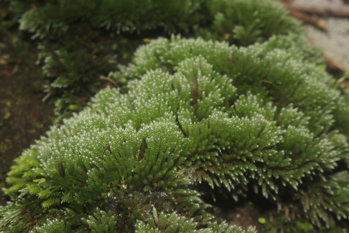 Bryum argenteum  Hedw.