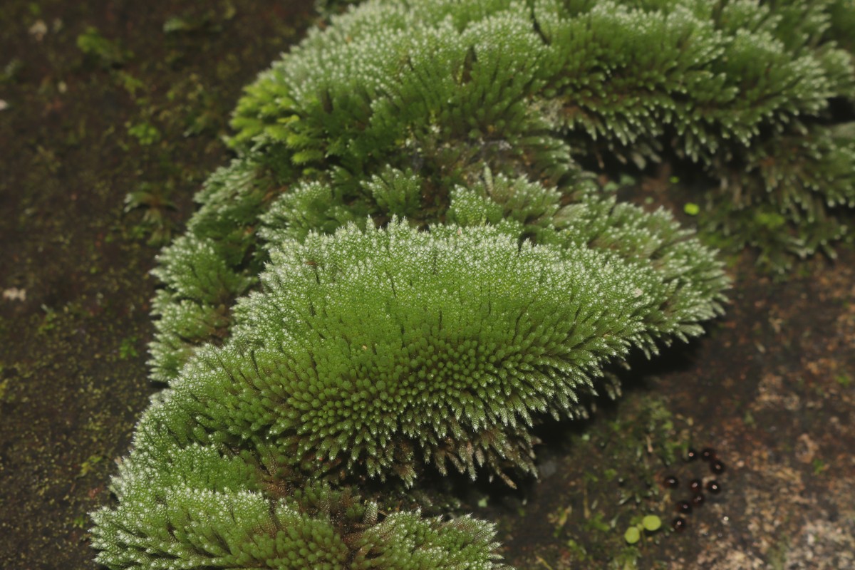 Bryum argenteum  Hedw.