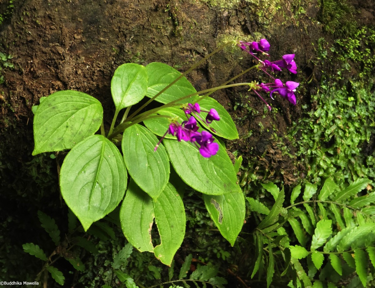 Impatiens janthina Thwaites