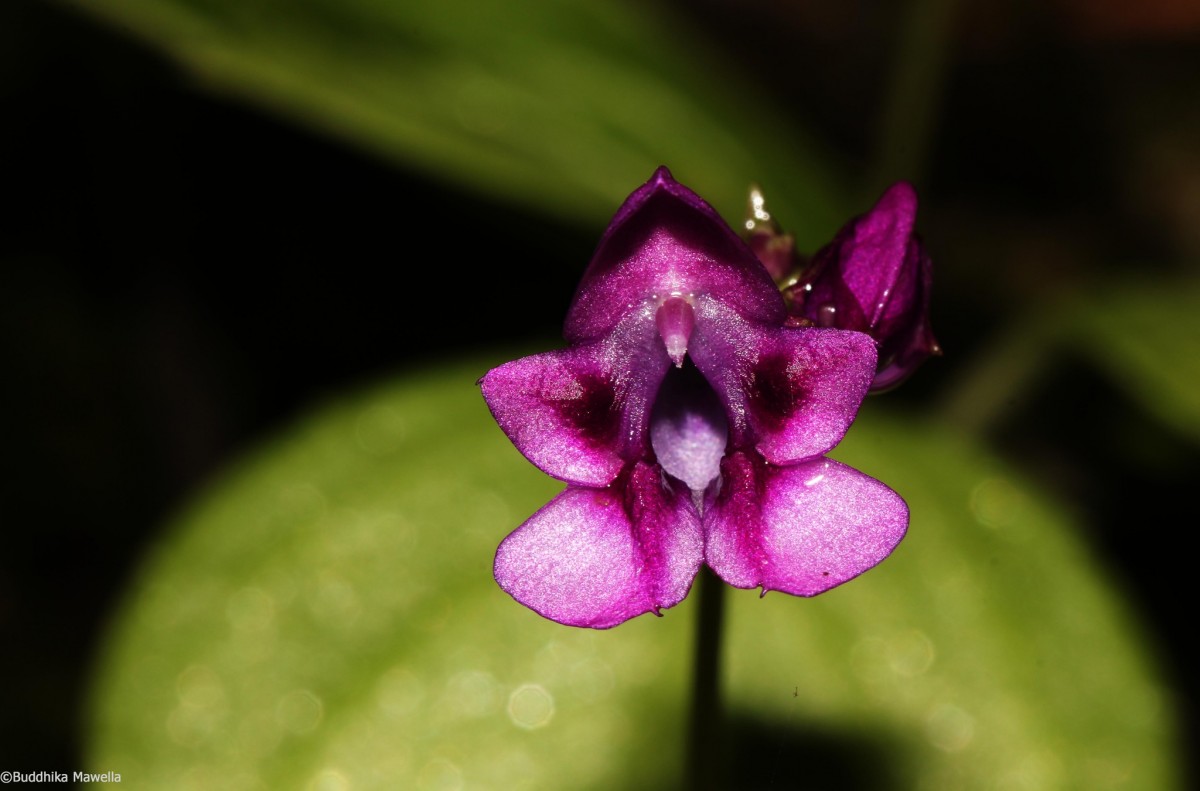 Impatiens janthina Thwaites
