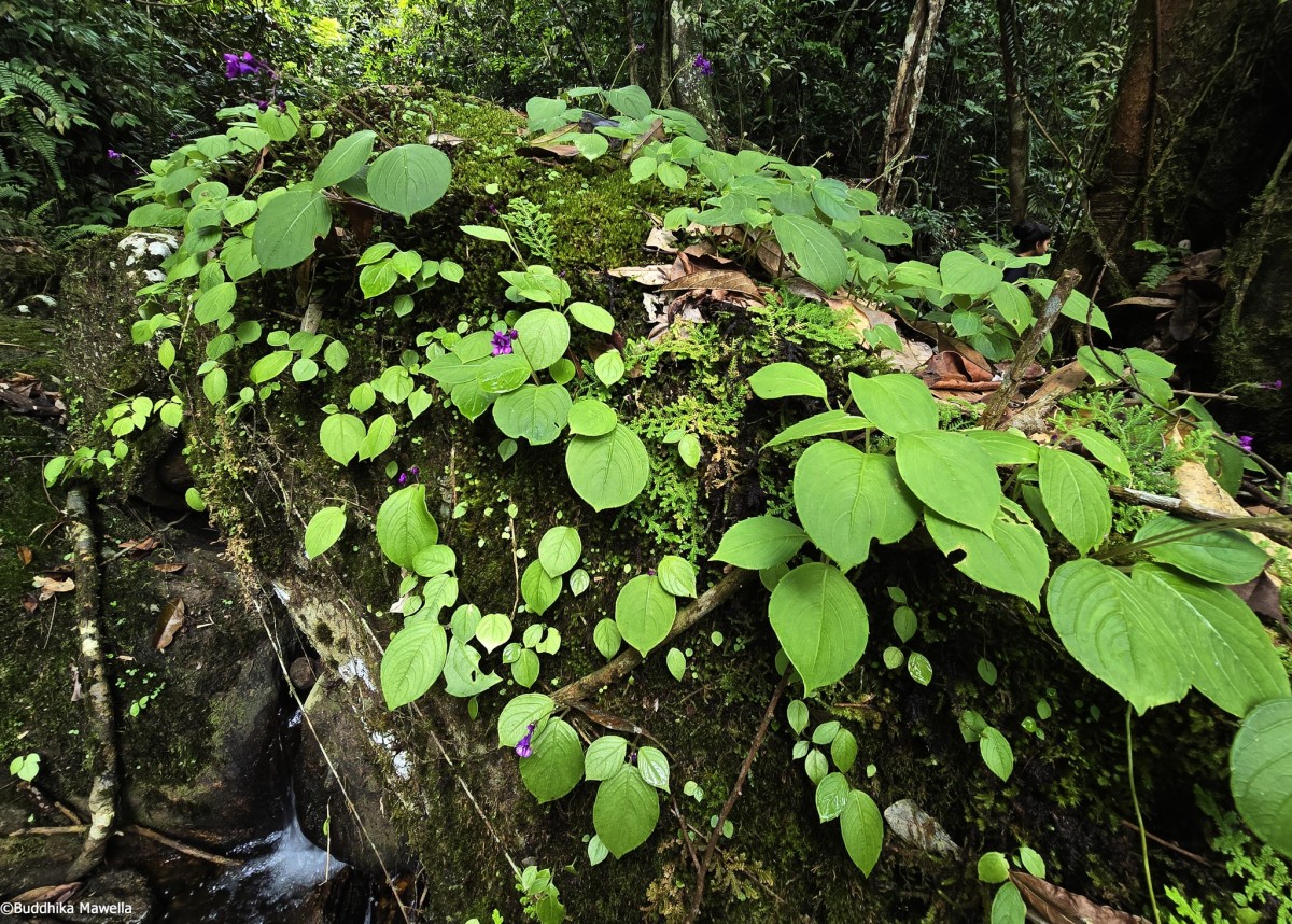 Impatiens janthina Thwaites