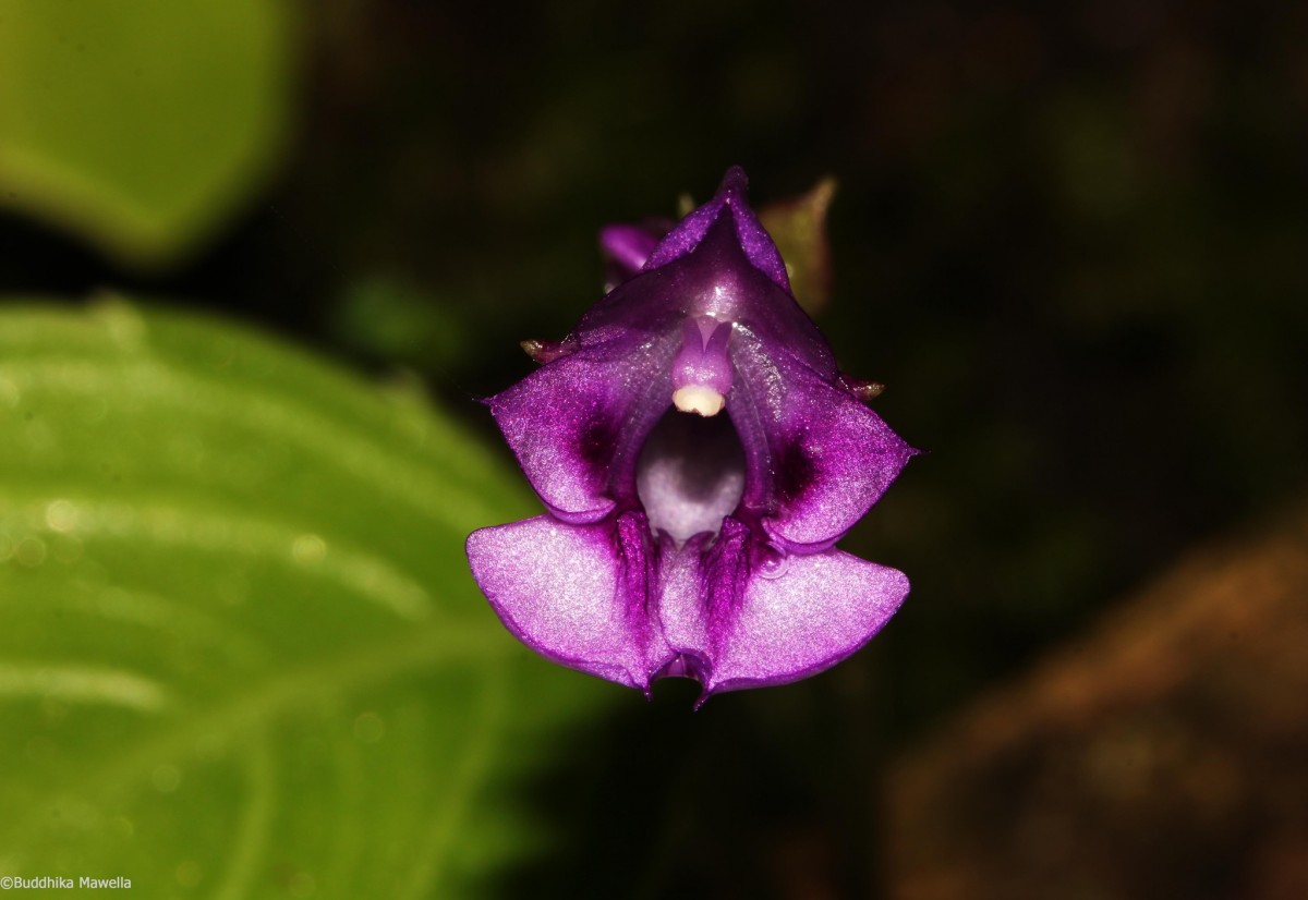 Impatiens janthina Thwaites