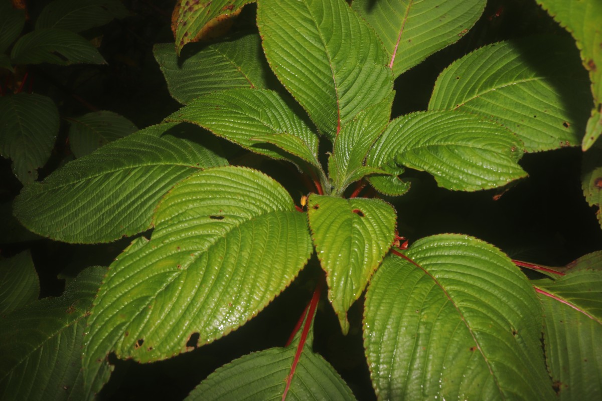 Impatiens macrophylla Gardner ex Hook.