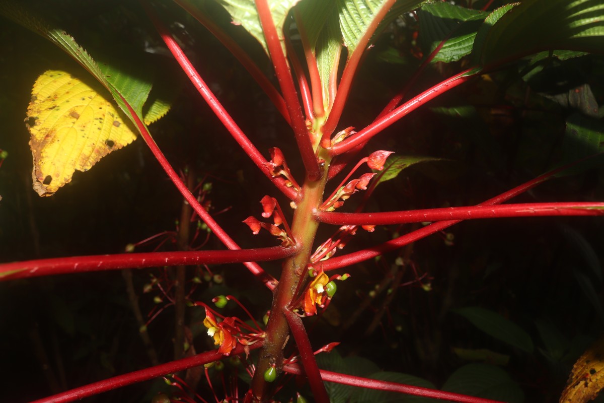 Impatiens macrophylla Gardner ex Hook.