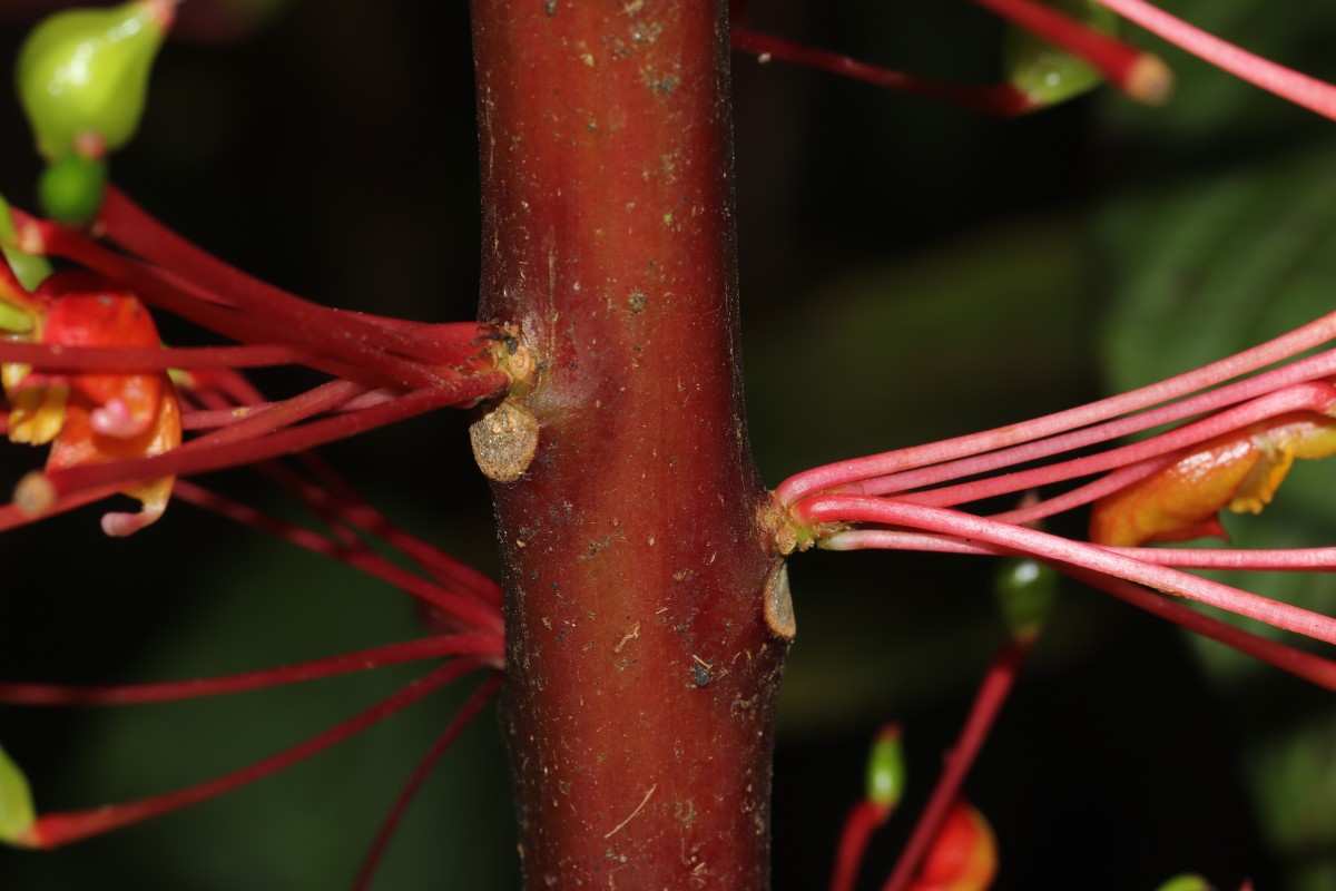Impatiens macrophylla Gardner ex Hook.