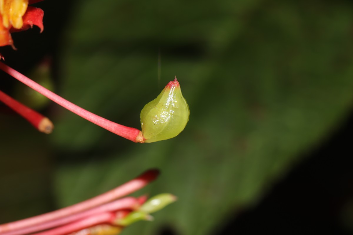 Impatiens macrophylla Gardner ex Hook.