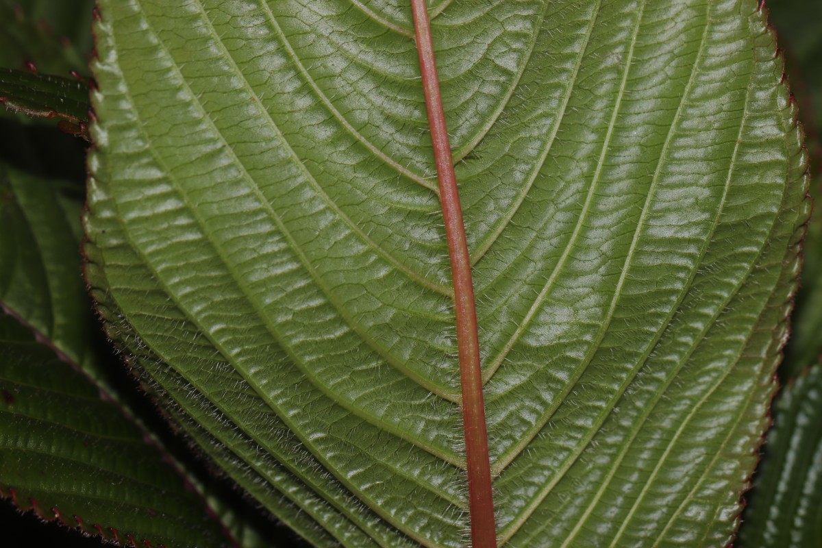 Impatiens macrophylla Gardner ex Hook.