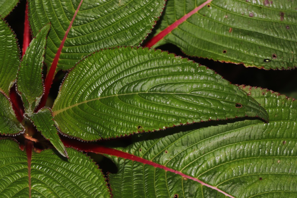 Impatiens macrophylla Gardner ex Hook.