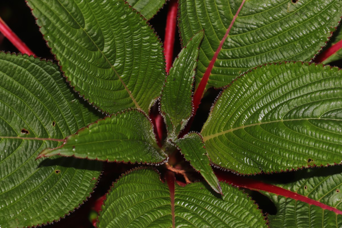 Impatiens macrophylla Gardner ex Hook.