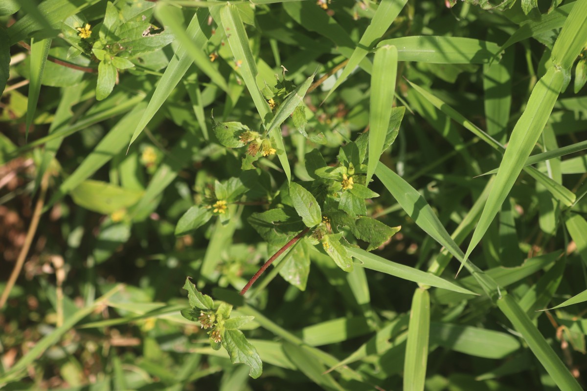 Spermacoce prostrata Aubl.