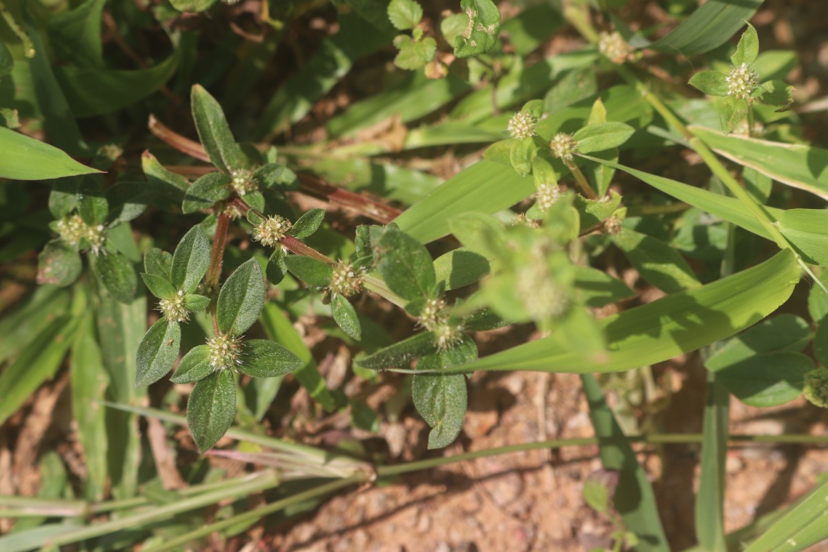 Spermacoce prostrata Aubl.